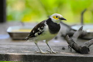 Jalak Hongkong - Black-collared Starling (Gracupica nigricollis)